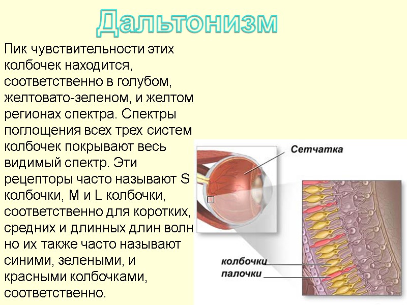 Пик чувствительности этих колбочек находится, соответственно в голубом, желтовато-зеленом, и желтом регионах спектра. Спектры